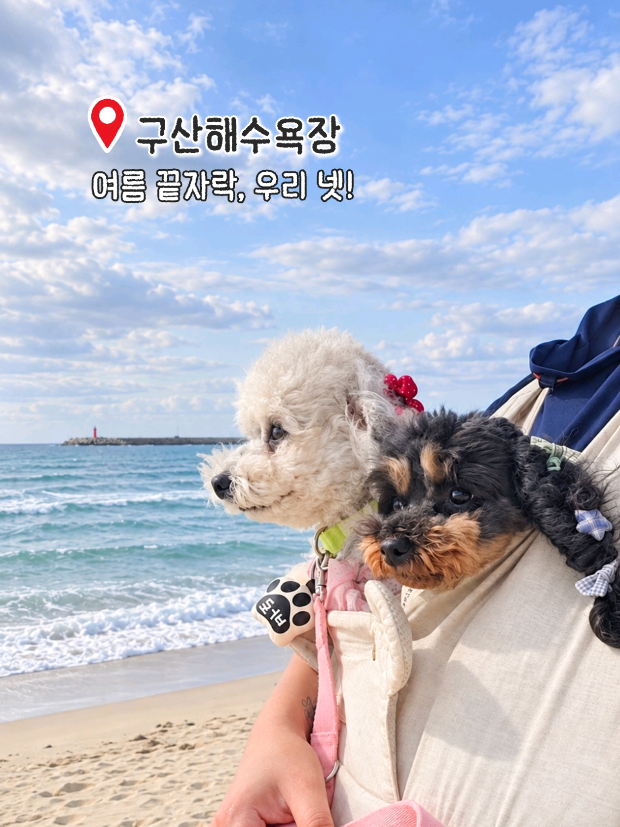 @바로아치 | 강아지와 사는 우리집 🐶