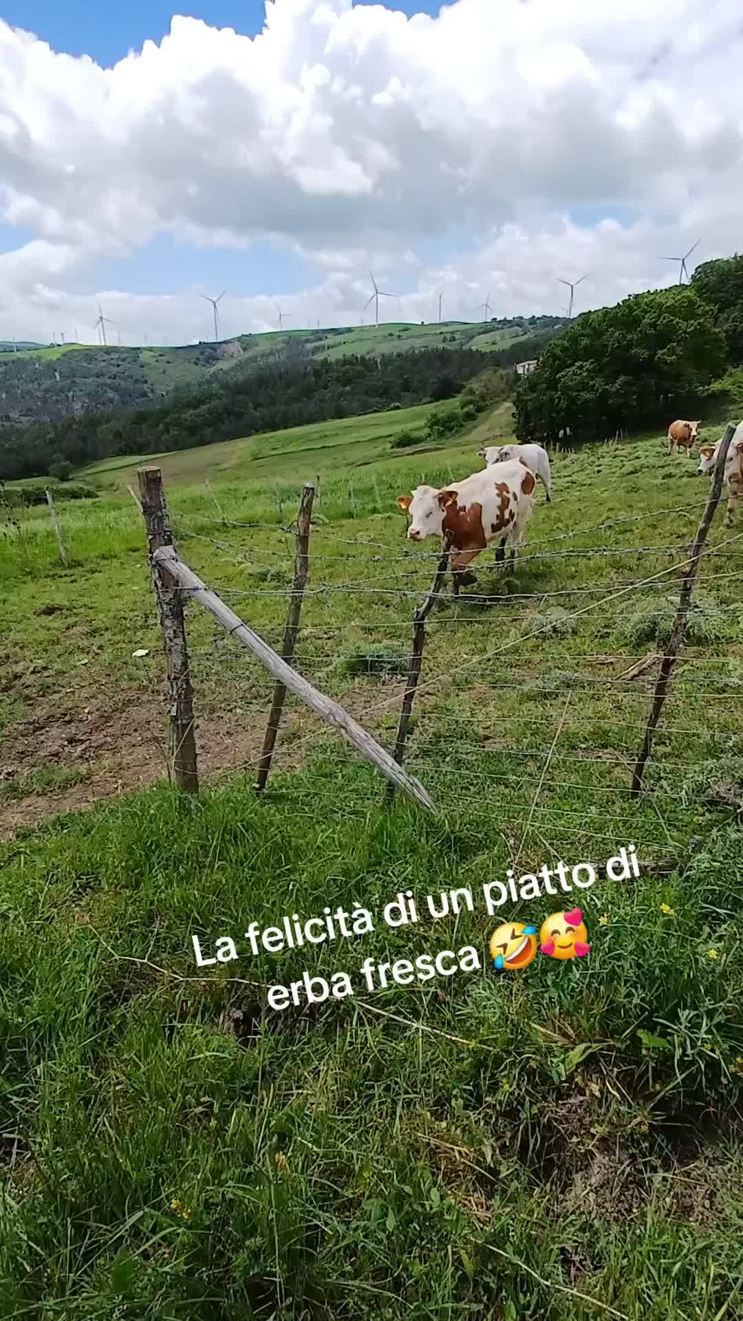 @Vittorio