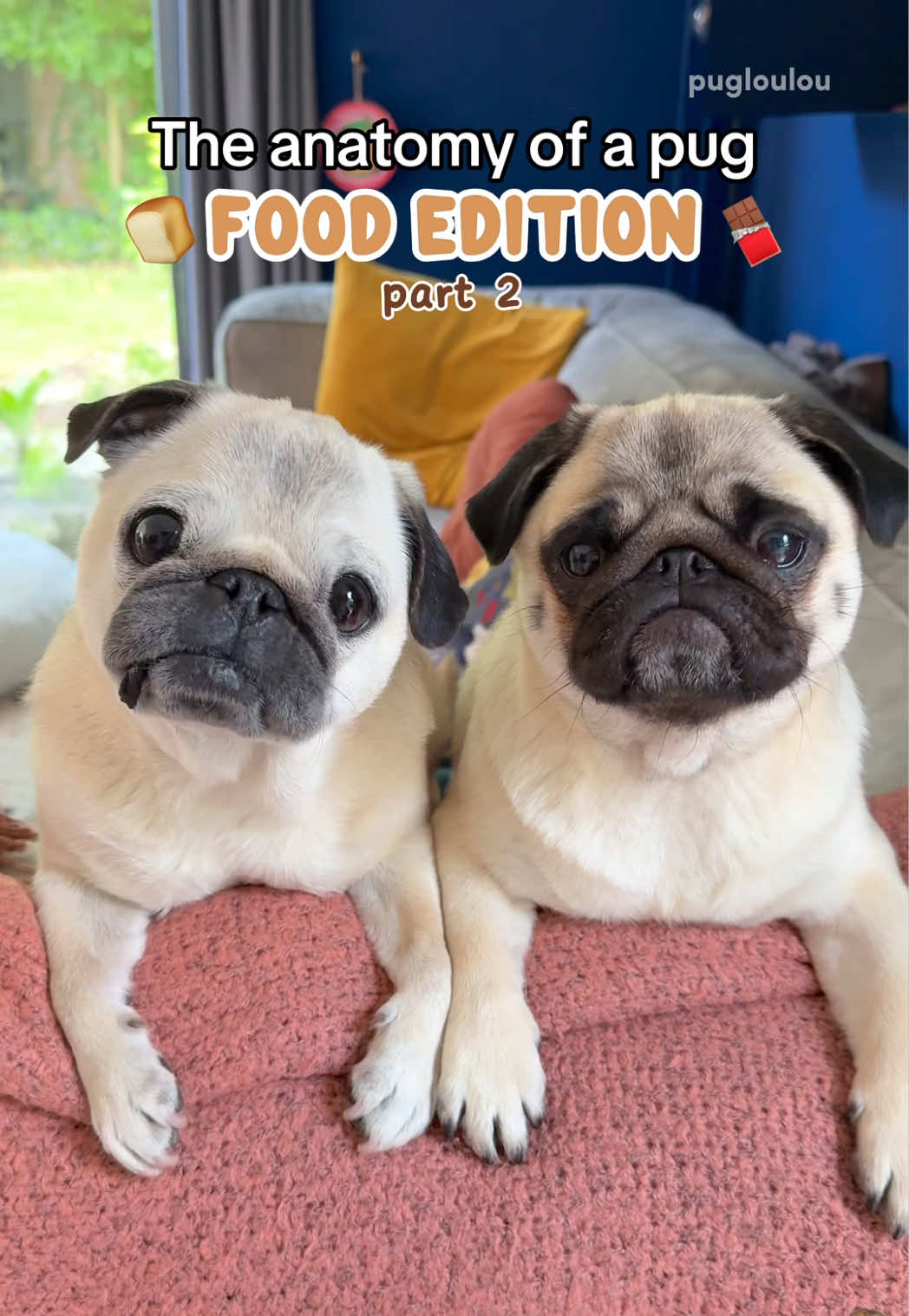 @Loulou the Pug