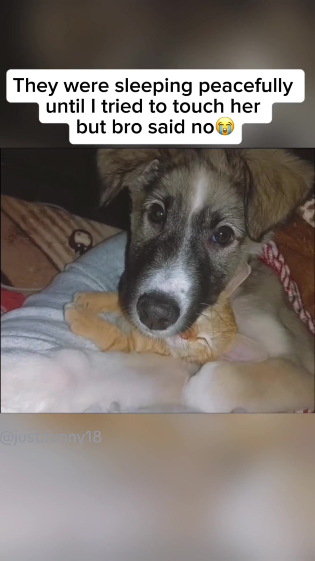 @Funny Animals😽🐶❤️