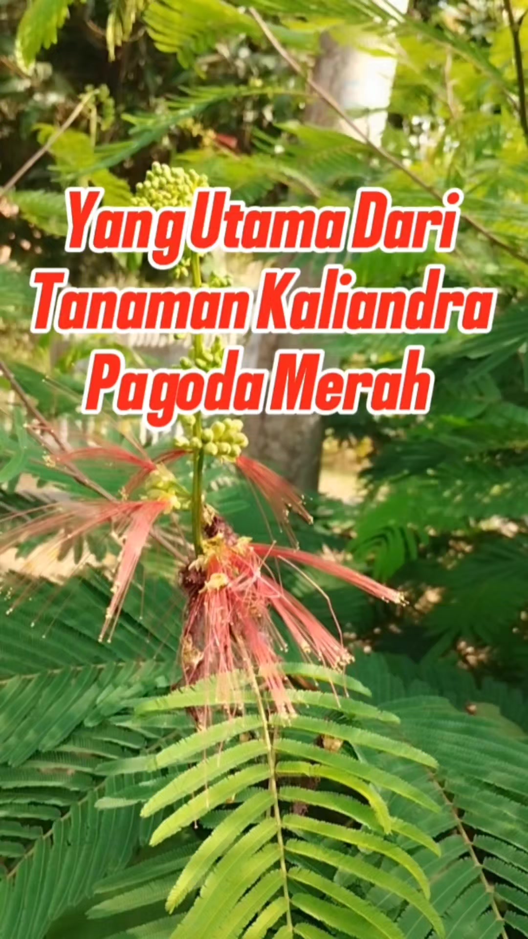 @Bukit Farming