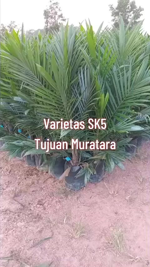 @BOS SAWIT