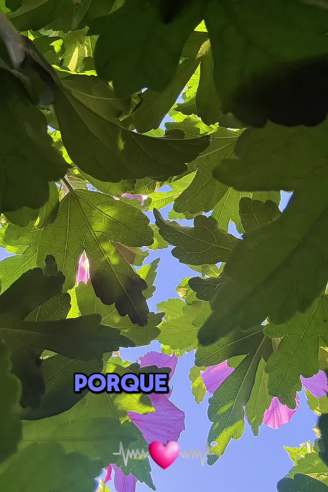 @Araceli vences
