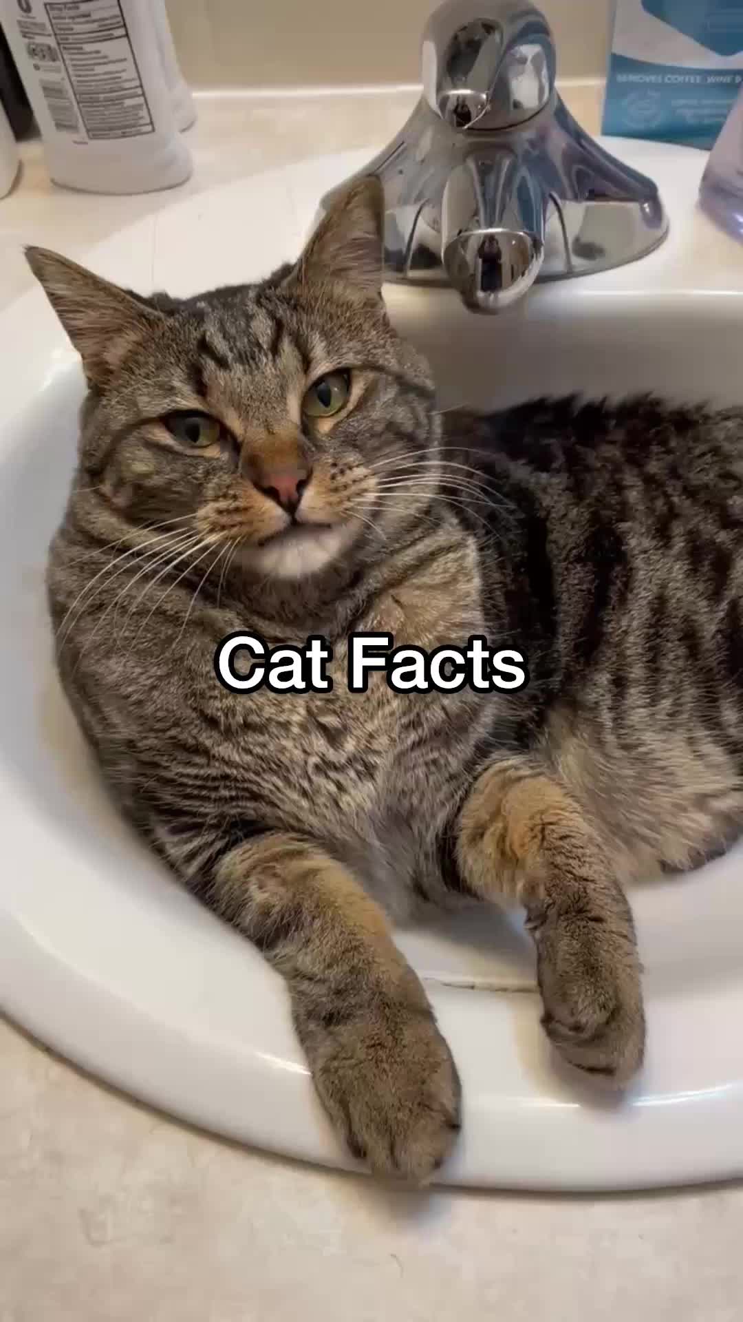 @Chip The Manx
