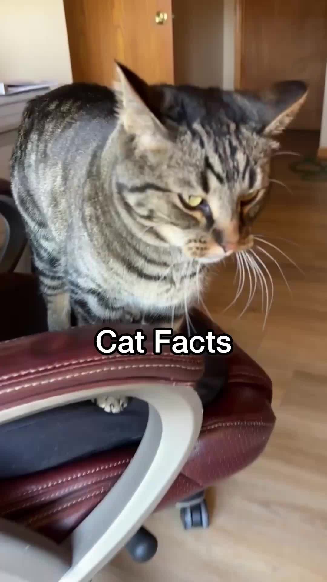 @Chip The Manx