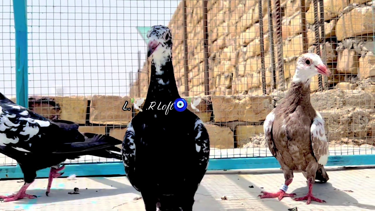 @🕊️L.R .Loft.Q.z.Meer&rsquo;s.Loft🦅