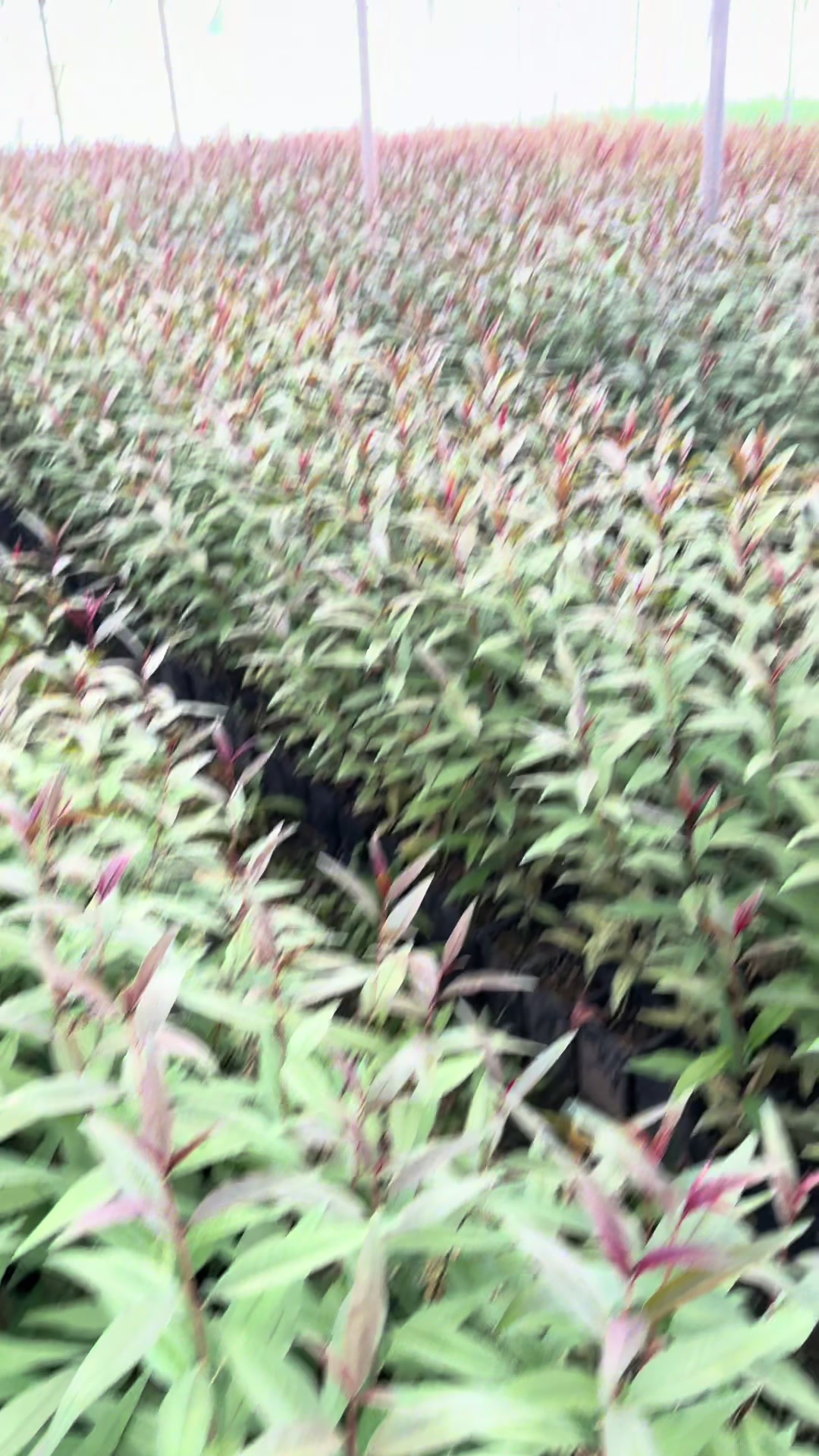 @p&eacute;pini&egrave;re yb agro