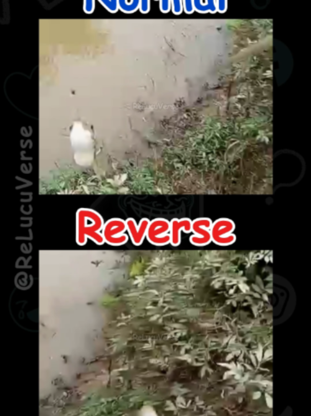 @ReLucuVerse