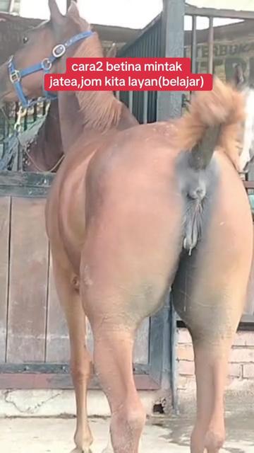 @Subdepo Arabian Park