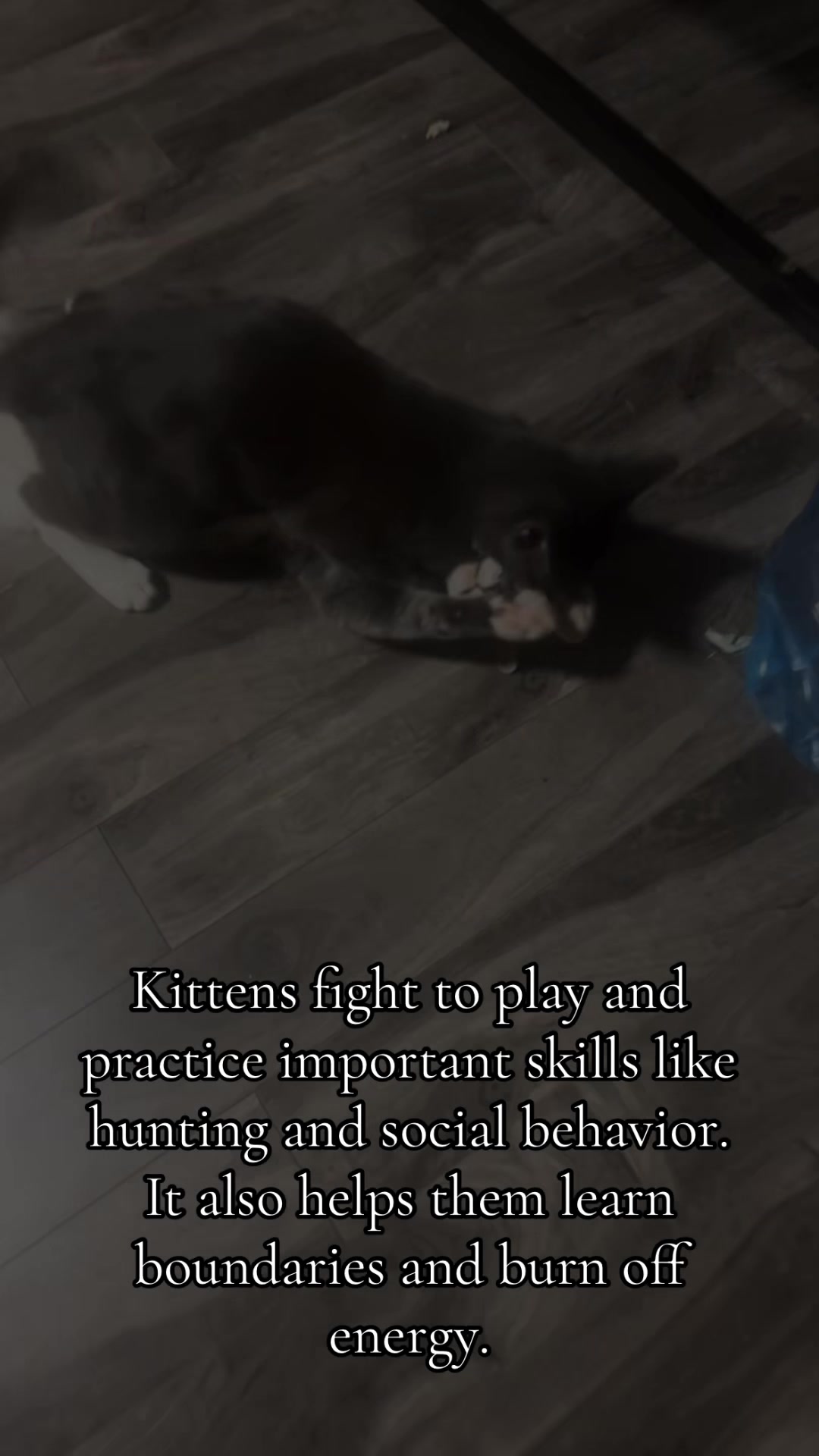 @RampageStreamzz
