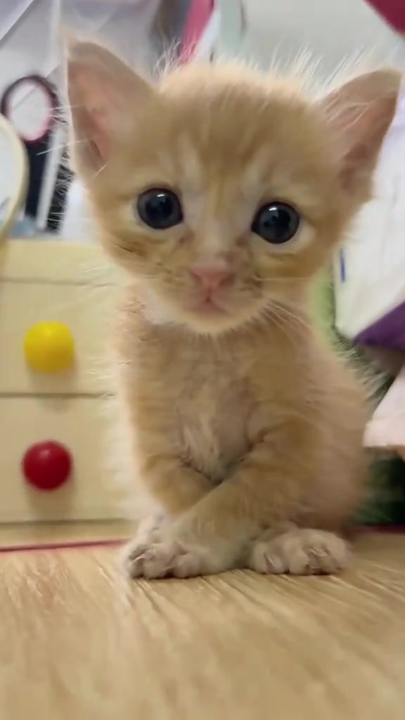@catbosssss