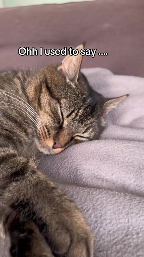 @Joep_the_ rescuecat