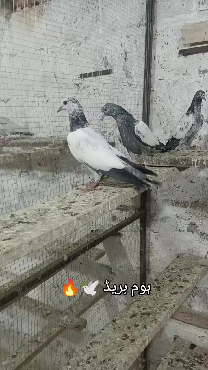 @🦋SHOQ اپنے 🕊️