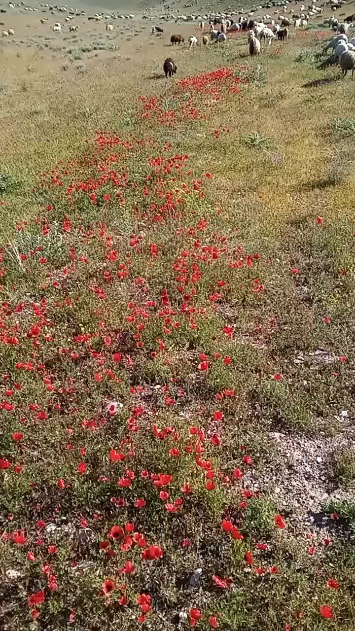 @Zahid cehrili