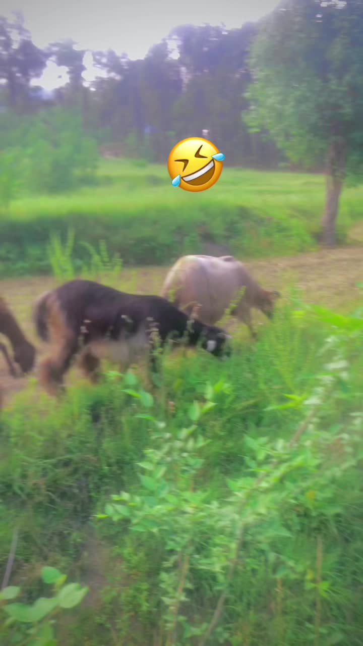 @🇵🇰Nₐ𝘴ₑₑ𝚋 𝓴ₐ𝓱ₐ𝚗🔷