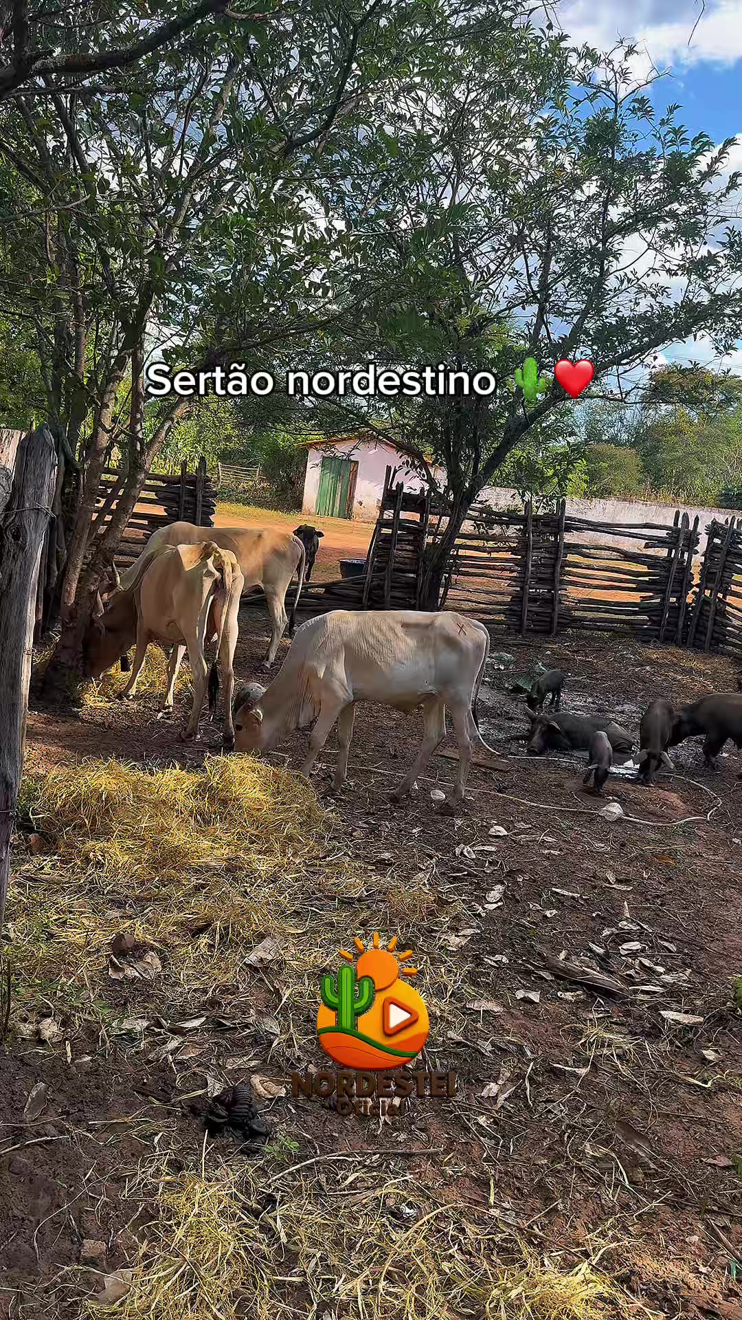 @nordesteioficial