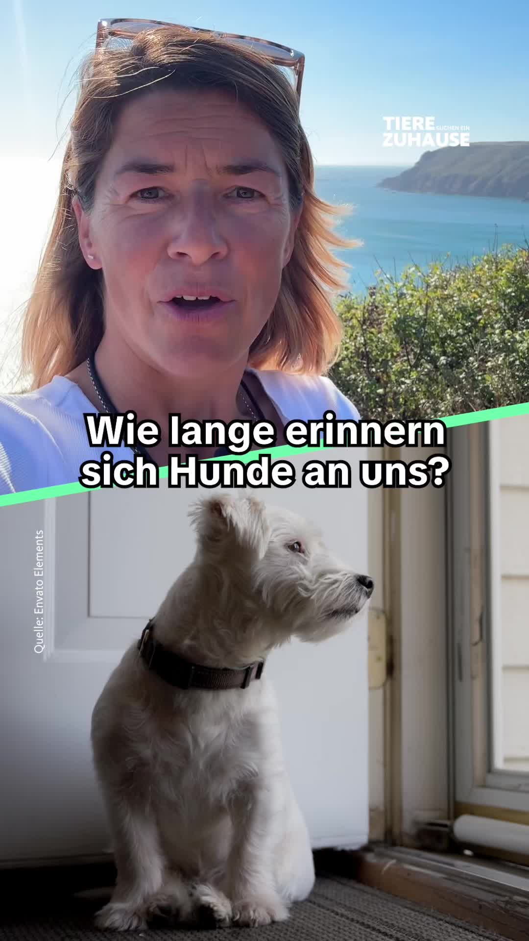 @Tiere suchen ein Zuhause