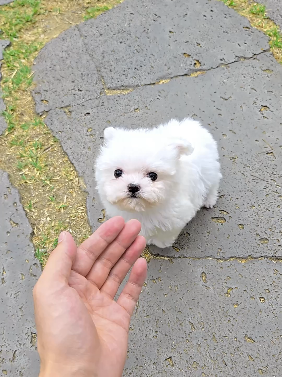 @Dogcastle_TH