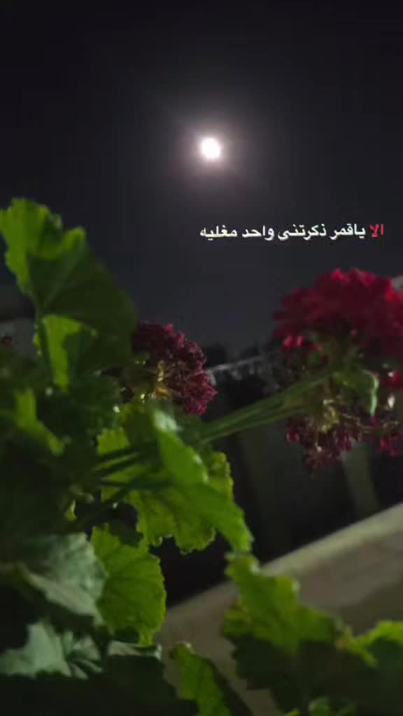 @أمہيّــّرة قلـبِوُلـأزوُجٌيّ♥️