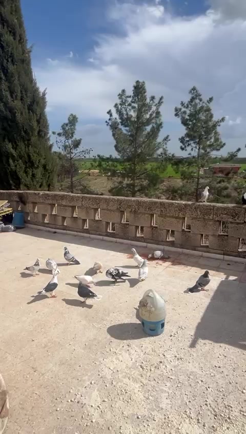 @Bakır badilli