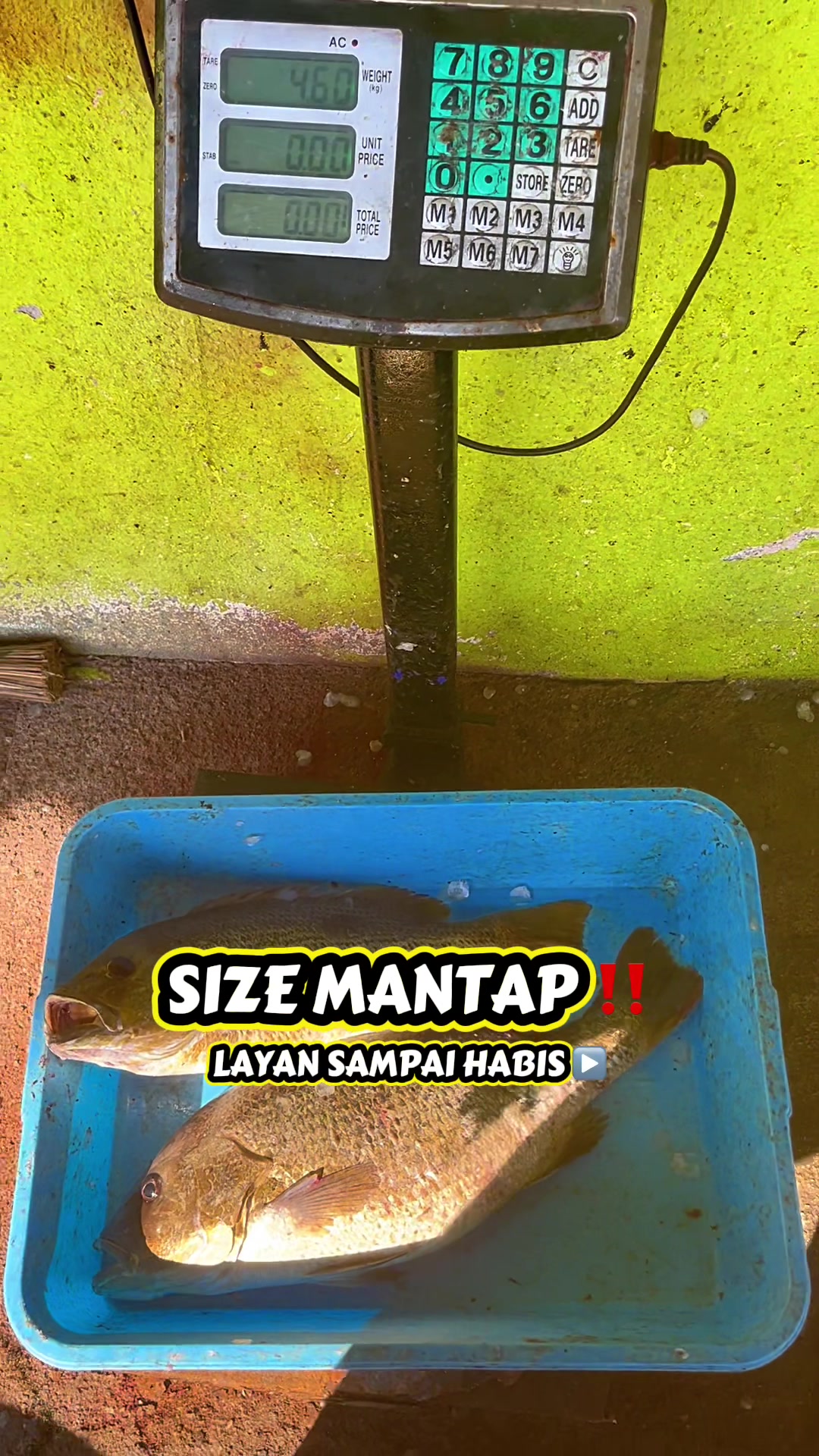@M Z Reel 🎣