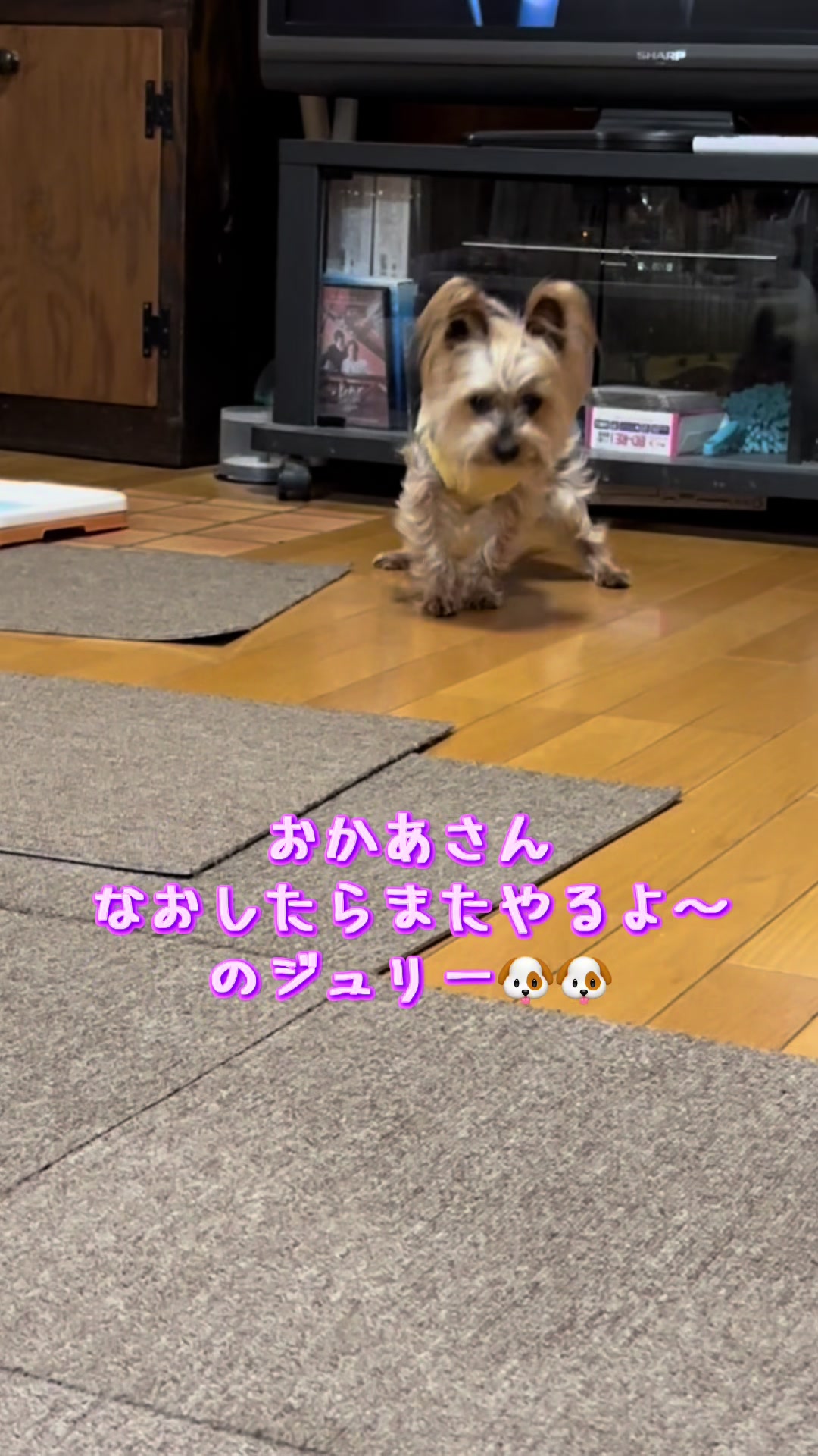 @🎀 ヨーキー のJulie and tia 🎀