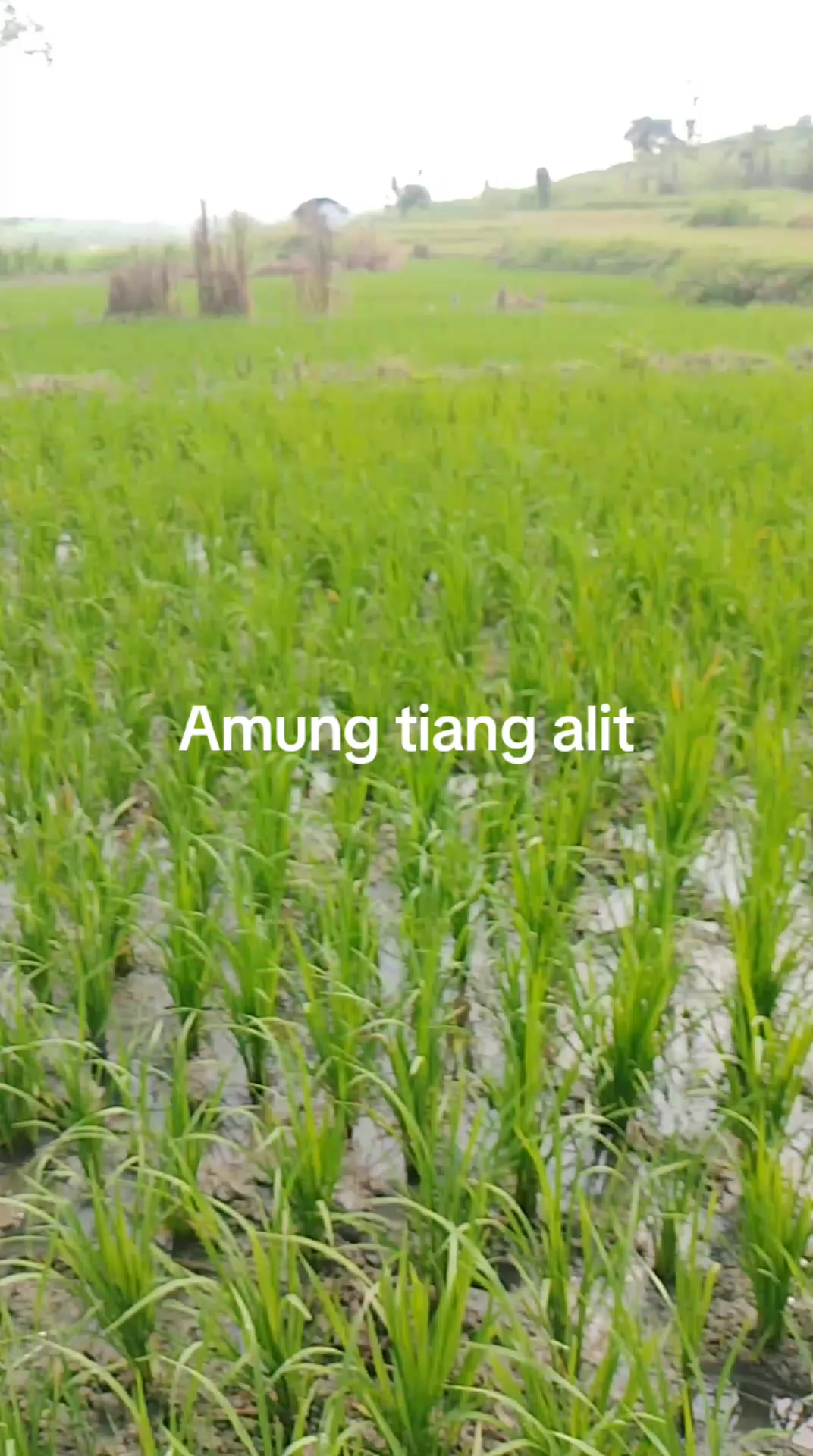 @petani melenial