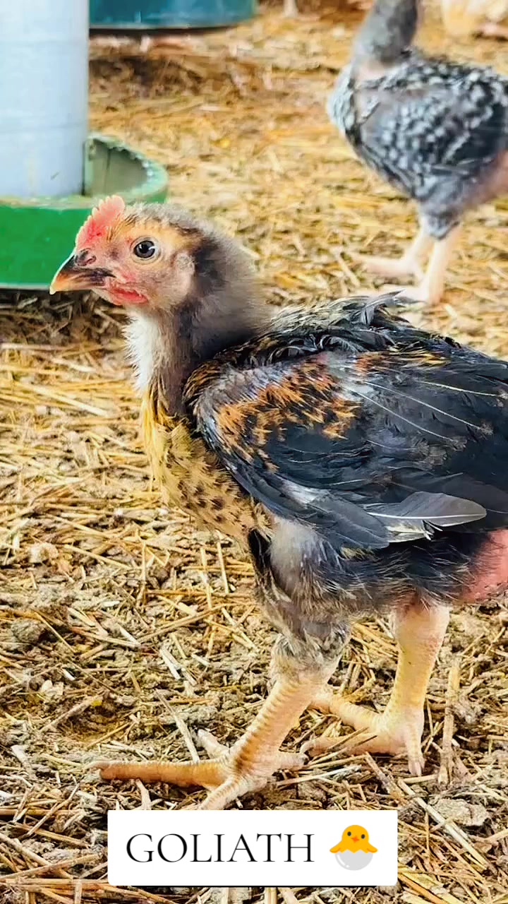 @NDIAYE-BREEDING 🐔