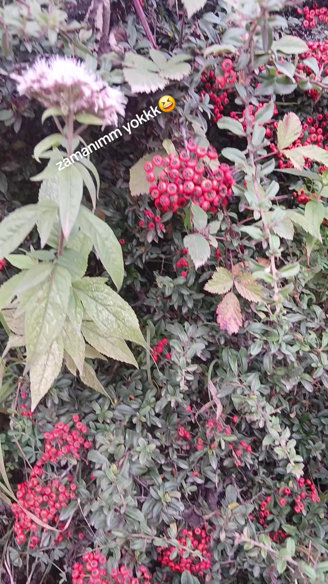 @Efulim.official61