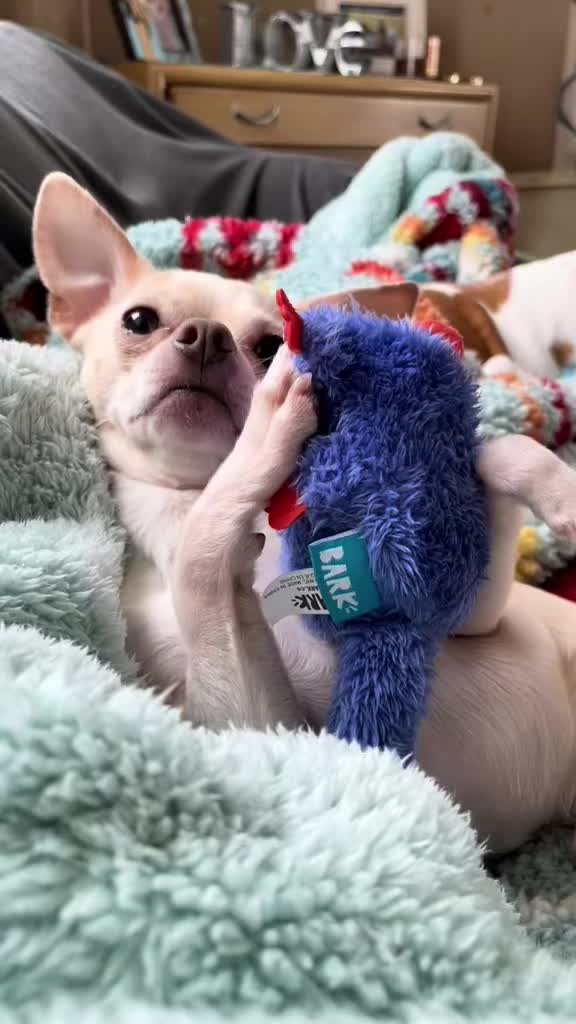 @Frankie the Chihuahua
