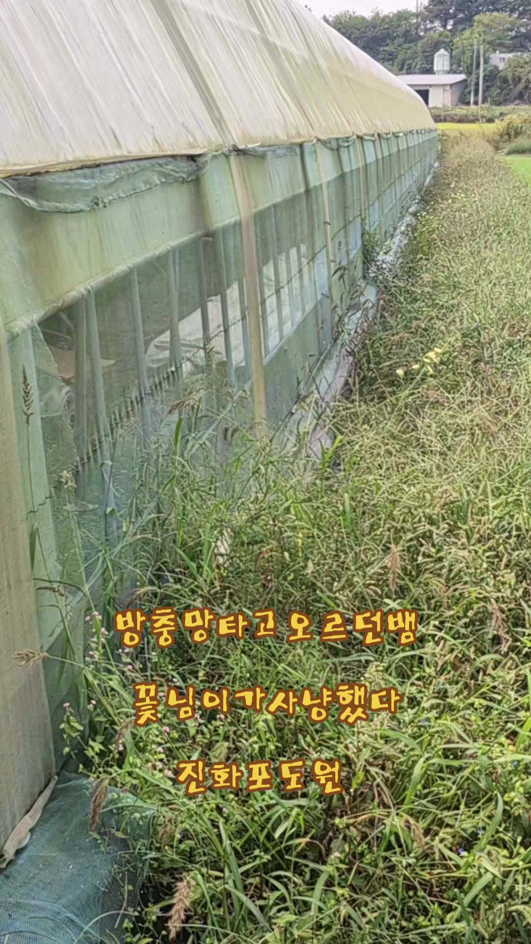@진화포도원