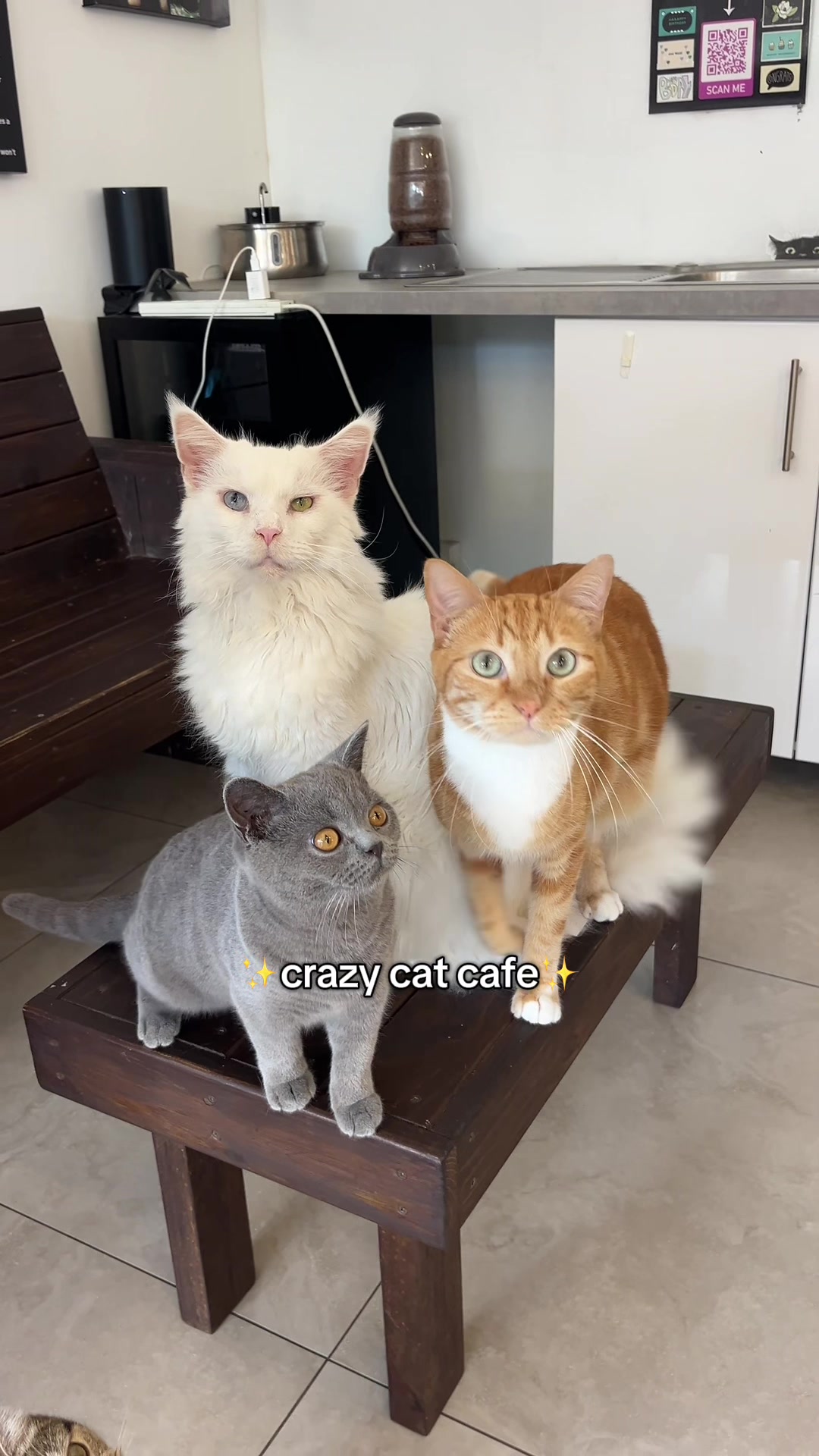 @crazycatcafe