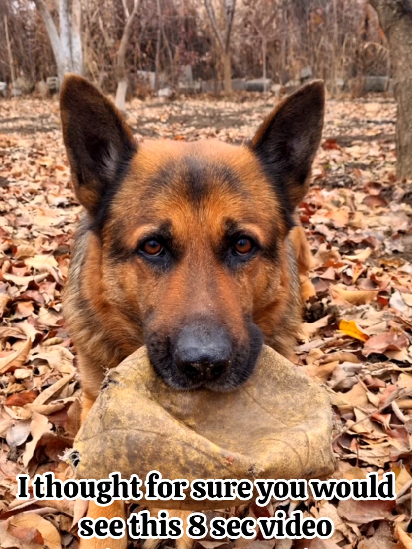 @germansheperd.Rexi