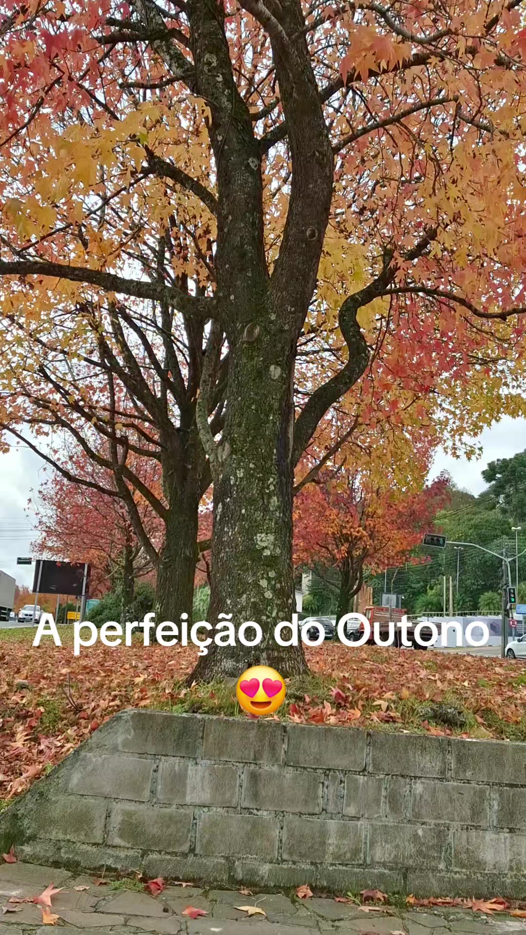@Ga&uacute;cha Elisa