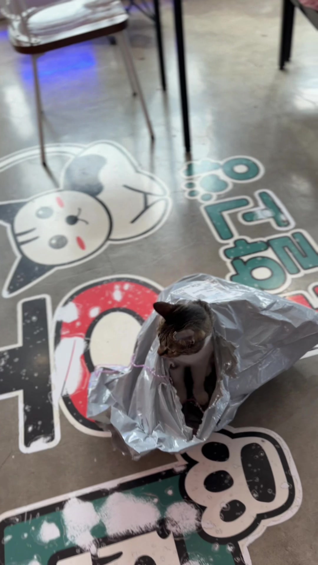 @모할고양
