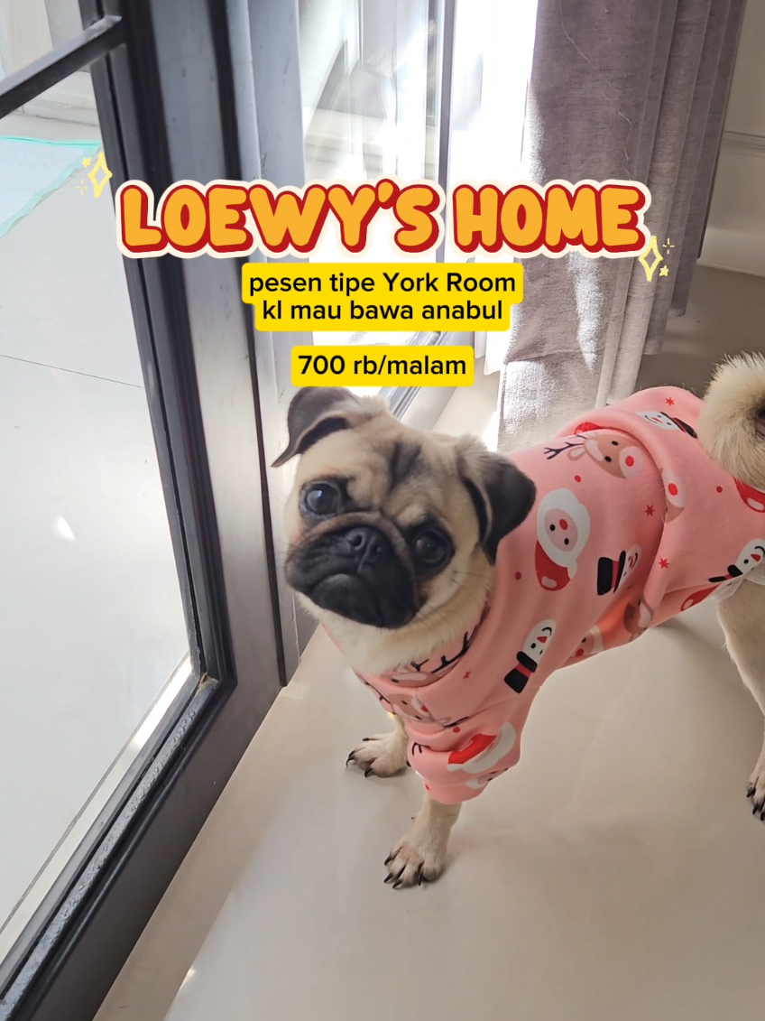 @Miso The Pug | Eat&Travel 🐾