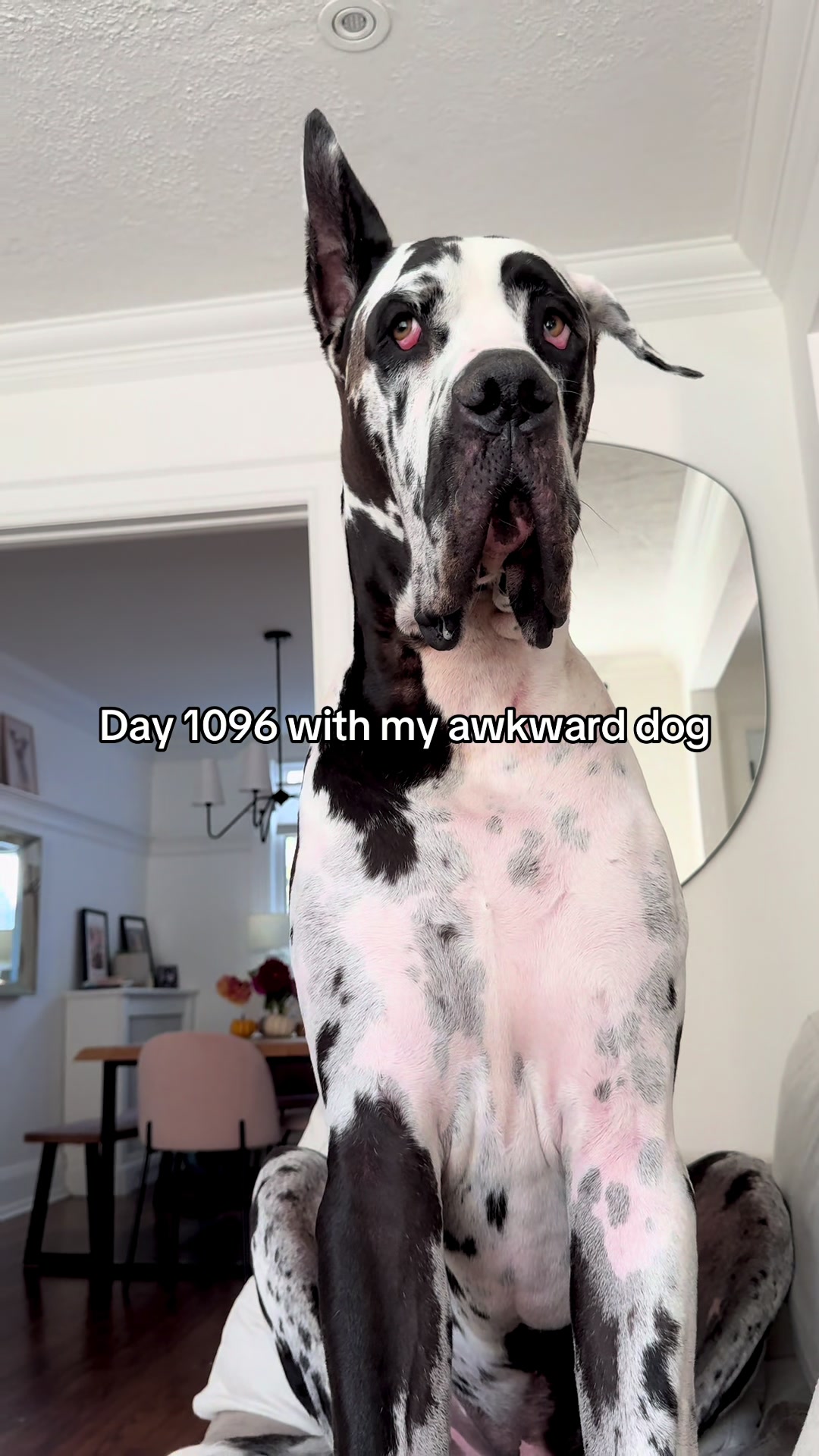 @Huckleberry 🐾