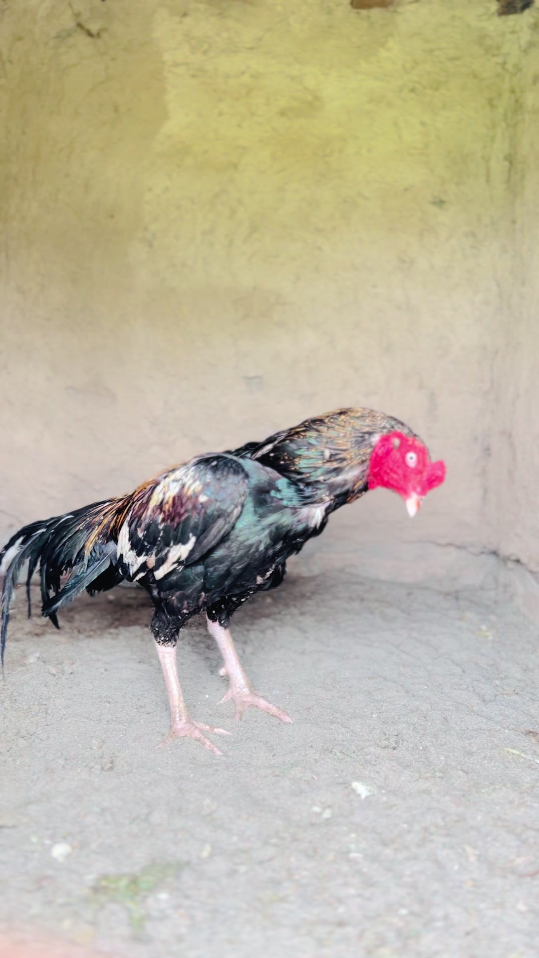 @Aseel 🐓