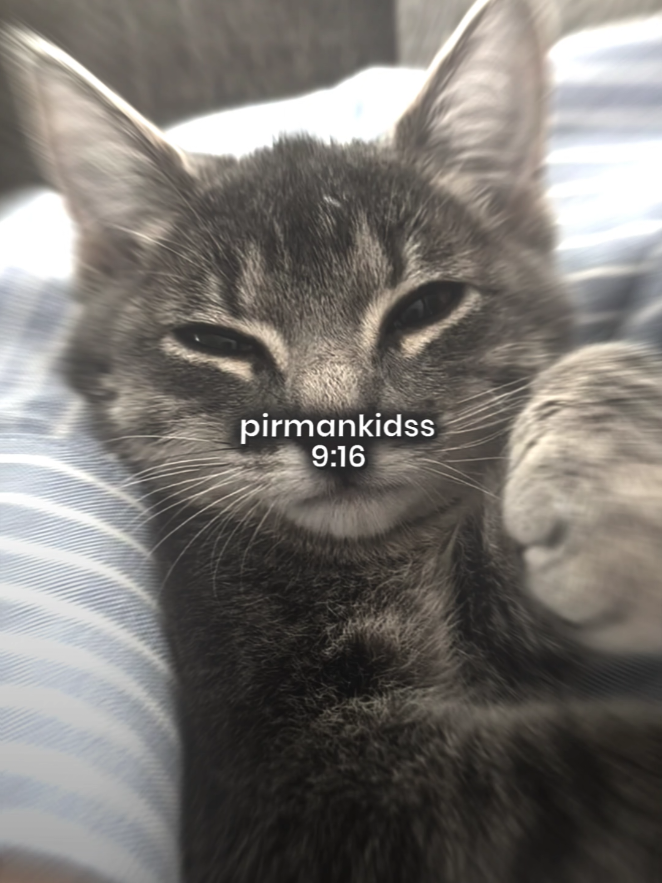 @pirmankidss