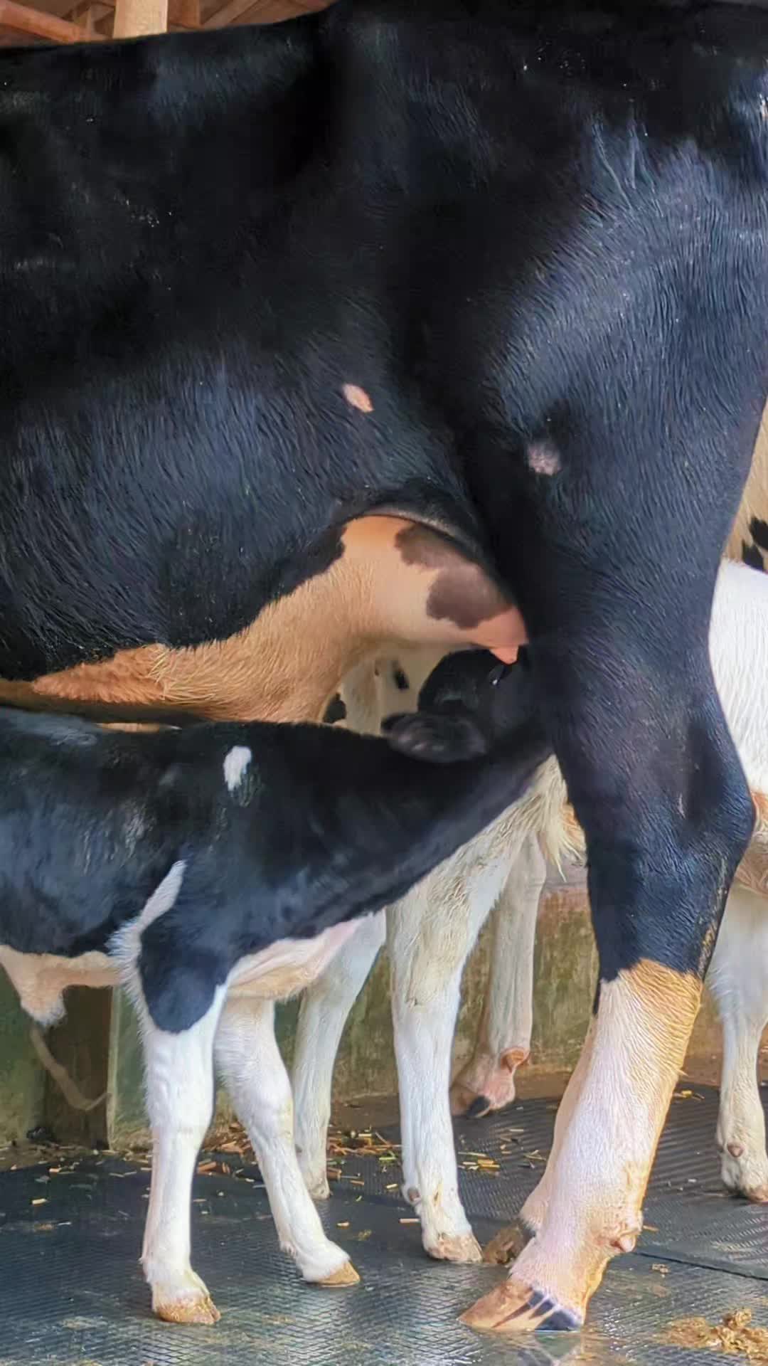 @Tonmoy dairy Farm