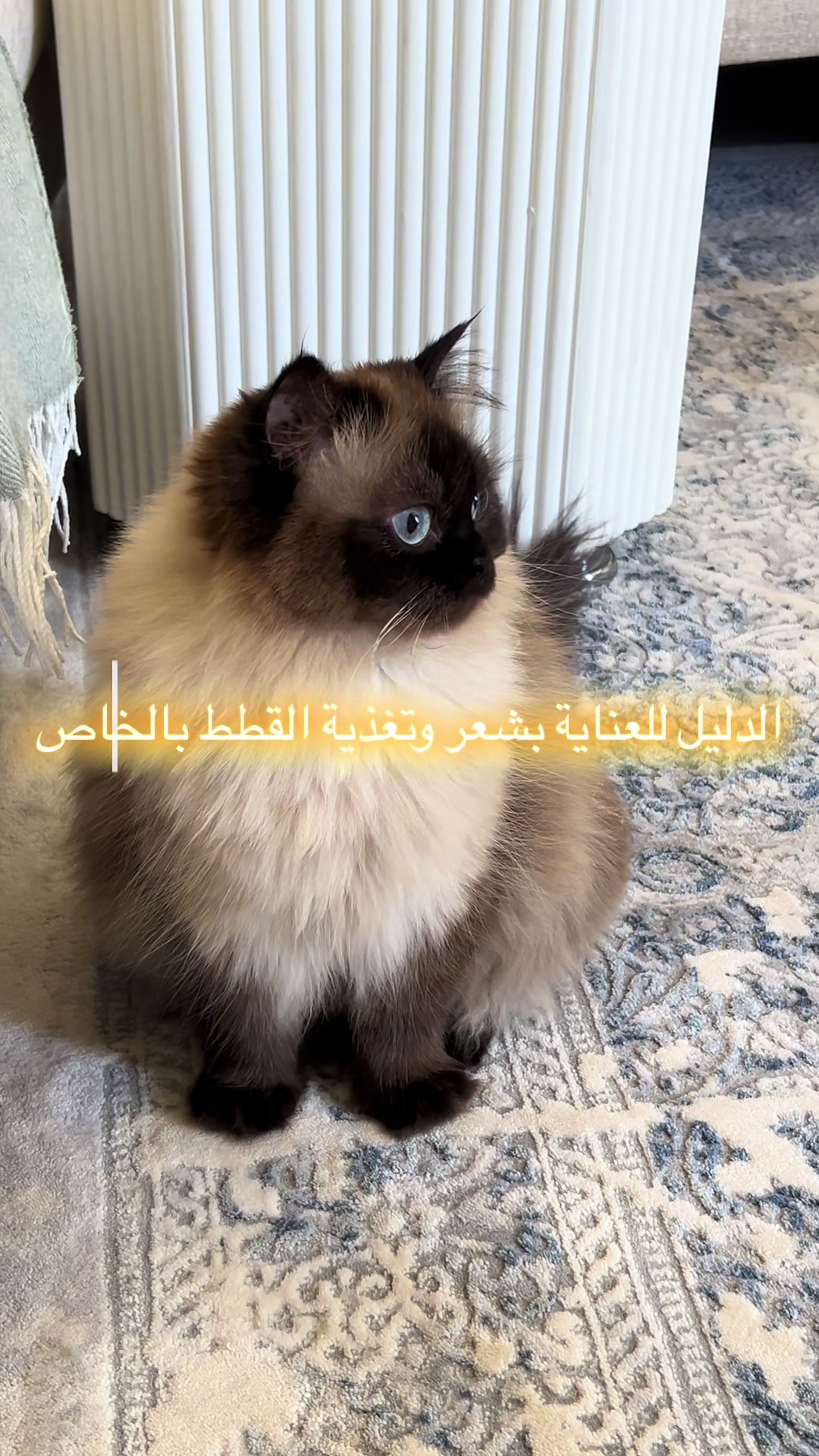 @himalayancat0