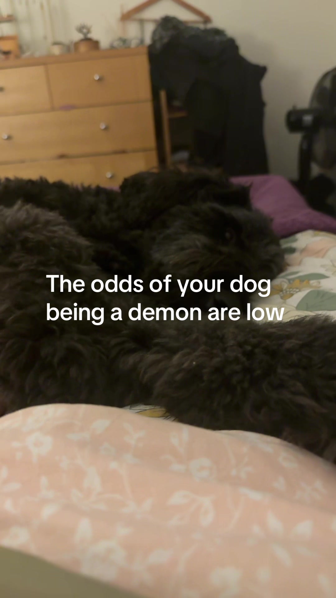 @MontyTheLabradoodle