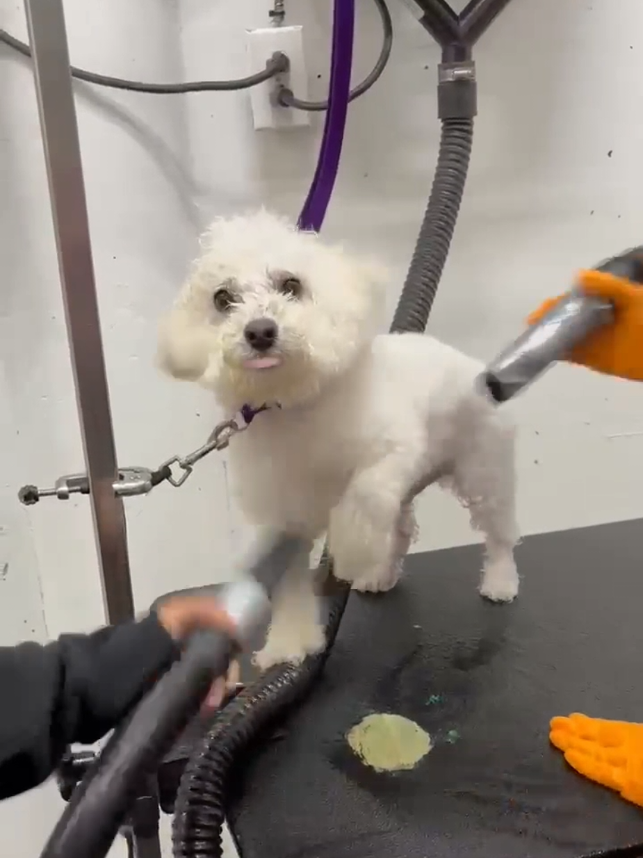 @Petness_Wandererhub