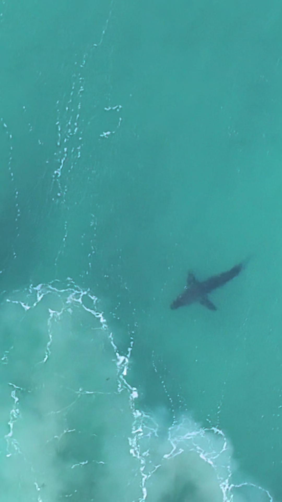 @Dronesharkapp