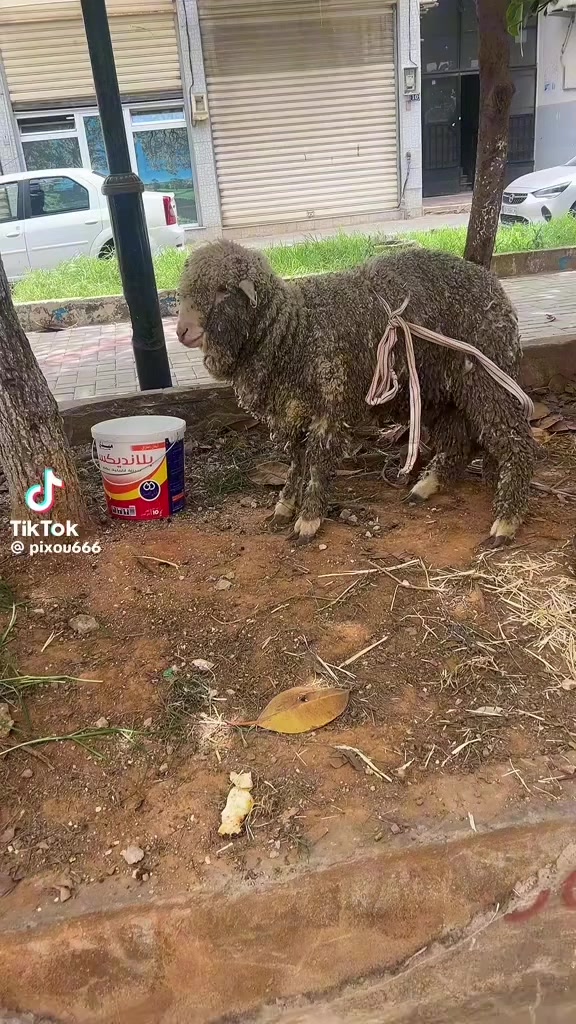 @Zaki Taibi758