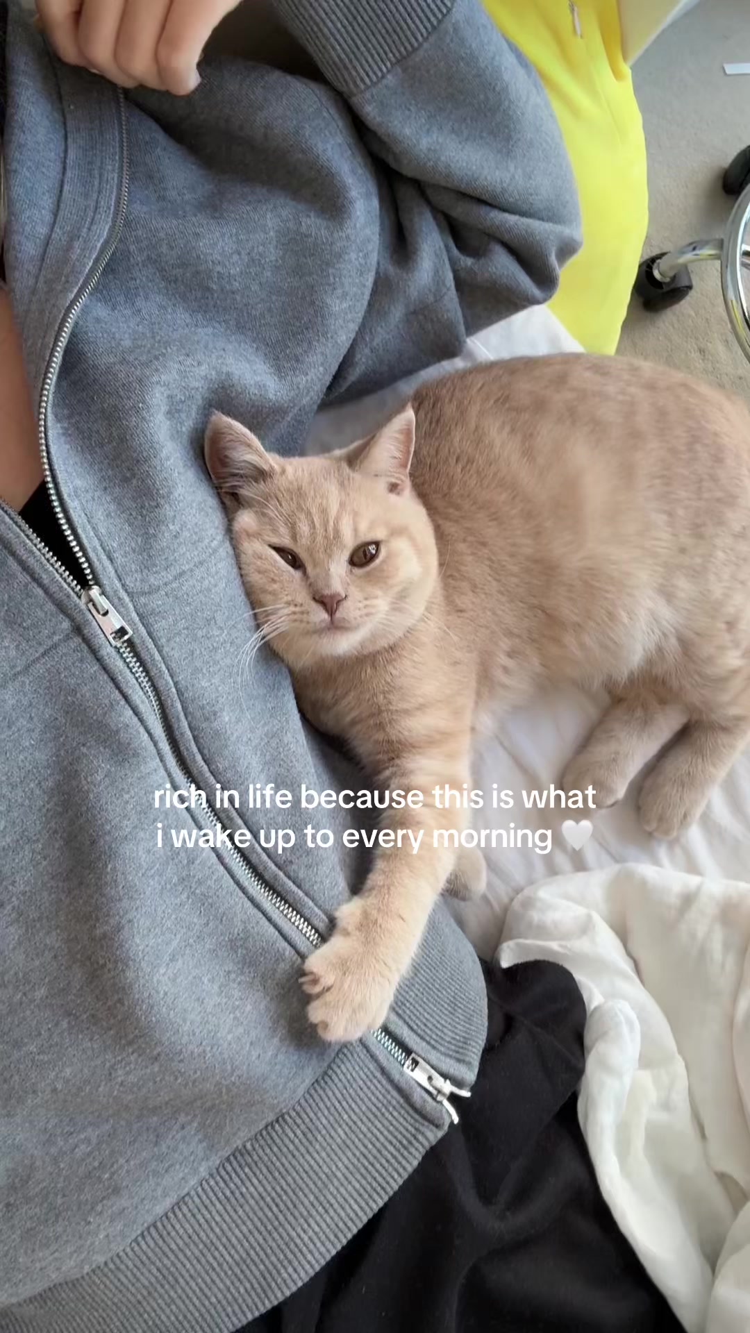 @Chuchu The British Shorthair