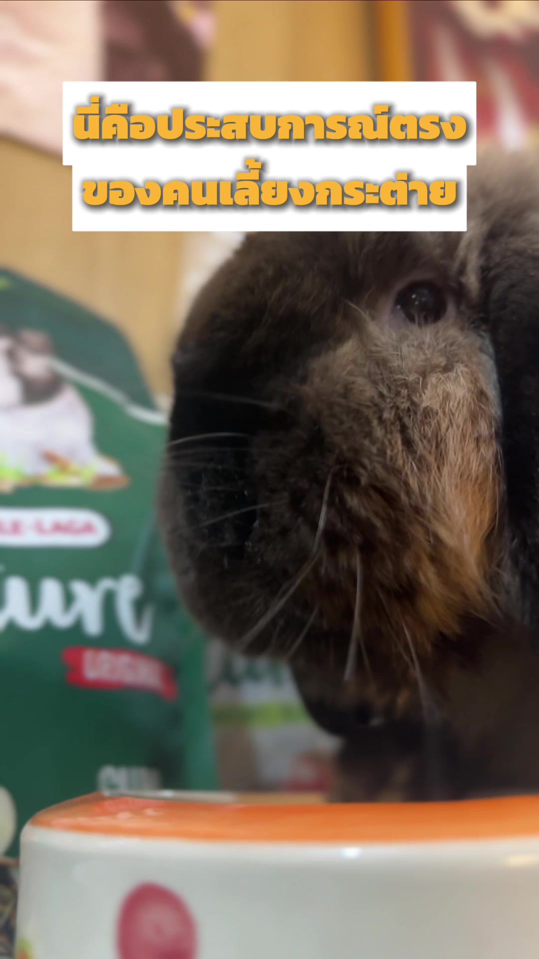 @WelovepetsbyPamornchaiSupply