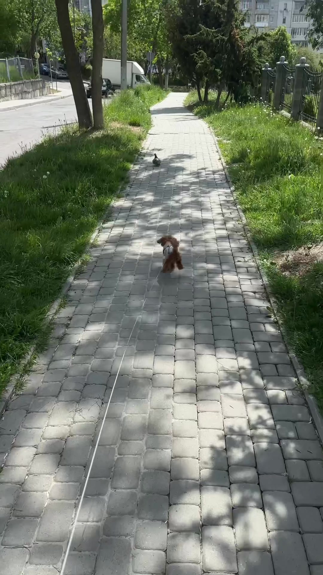 @Мальтипух Кіра
