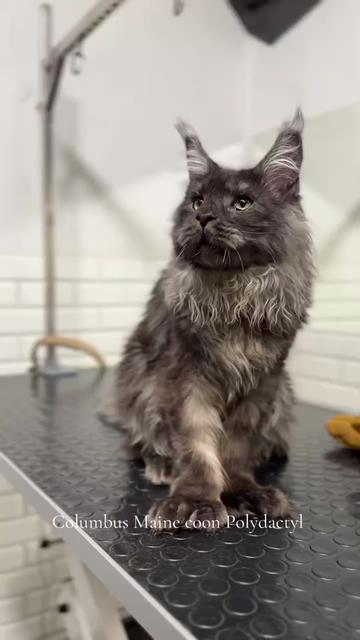 @columbus_mainecoon