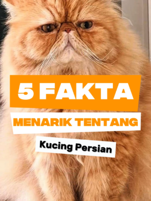 @Powercat Official